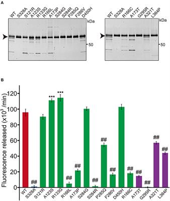 Corrigendum: HTRA1 Mutations Identified in Symptomatic Carriers Have the Property of Interfering the Trimer-Dependent Activation Cascade